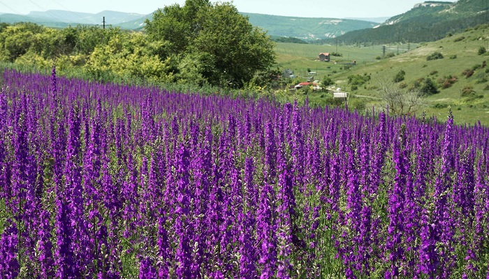 Травы-Крыма-03