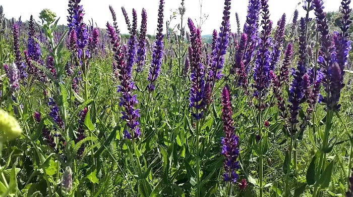 Крымский-Шалфей-04