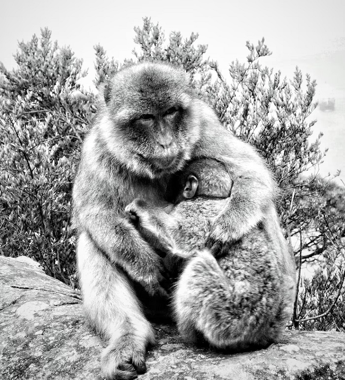 Картинки-животных-страница-и-05