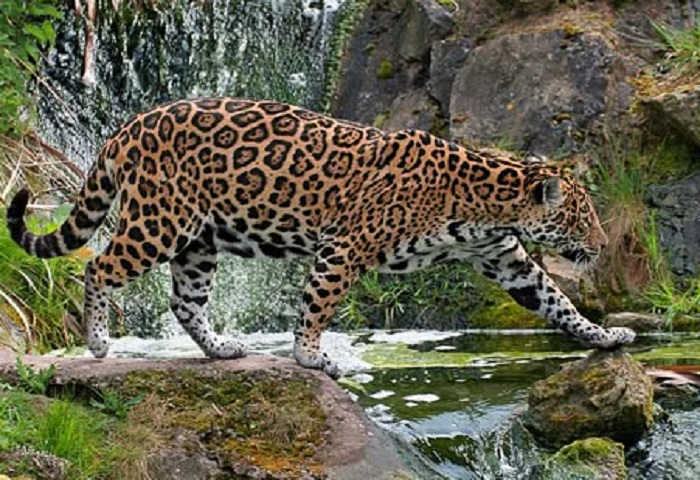 Картинки-животных-страница-м-07