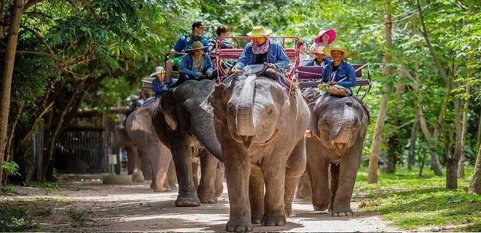 Слоны-в-Паттайе-01