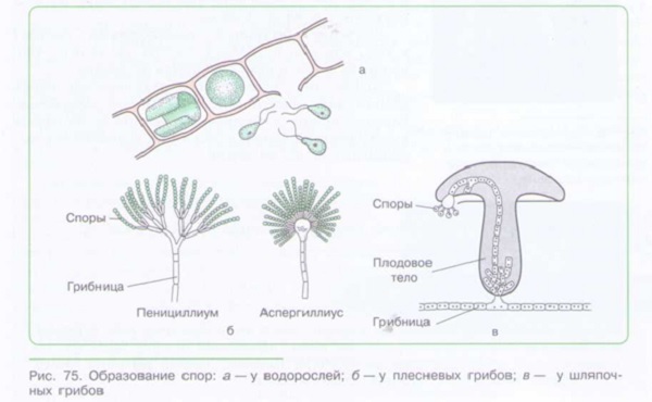 Заполните пустые клетки в схеме размножение бесполое